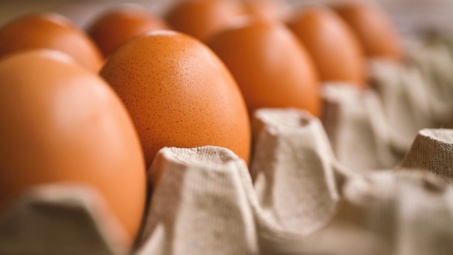 Литва получила разрешение на экспорт яичных продуктов в США - Экономика и бизнес