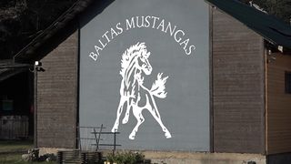 «Baltas Mustangas»: репортаж из конюшни в Висагинасе (видео)