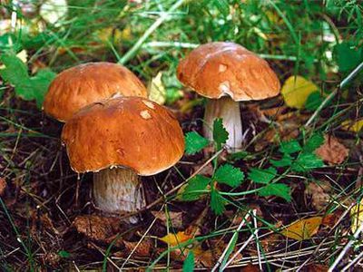 Грибы, ягоды и чуть-чуть радиации                                 - Наука и здоровье