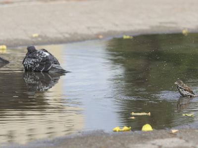 В Литву идет долгожданное весеннее тепло - Литва и страны Балтии