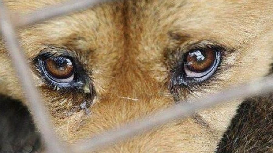 За жестокое обращение с животными предлагается до 5 лет запретить их содержать - Литва и страны Балтии