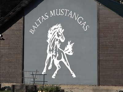 «Baltas Mustangas»: репортаж из конюшни в Висагинасе (видео) - Хобби, отдых и развлечения