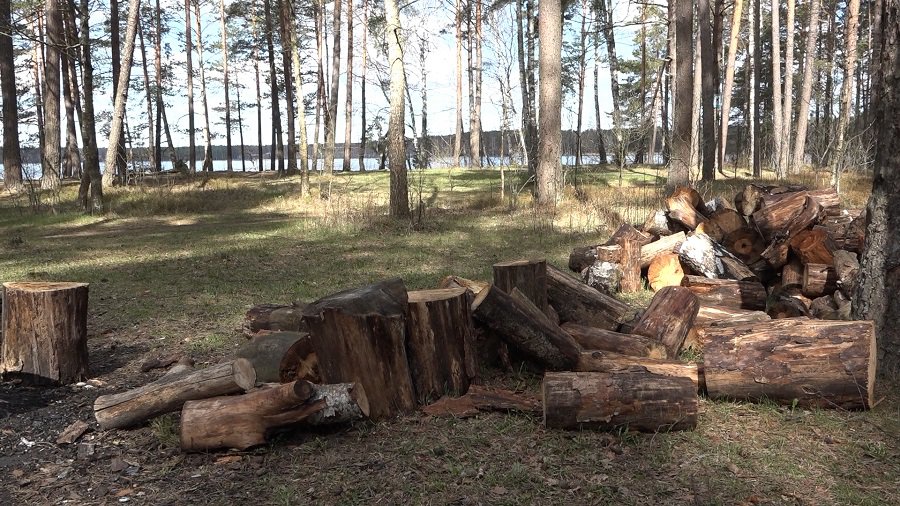 Владельцам собак отведено место у озера для семейного отдыха со своими питомцами (видео) - В Висагинасе