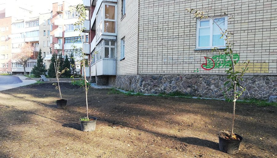 Началось озеленение дворов квартала Парко-Седулинос - В Висагинасе
