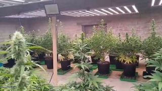 Плантация конопли обнаружена на хуторе в Купишкском районе